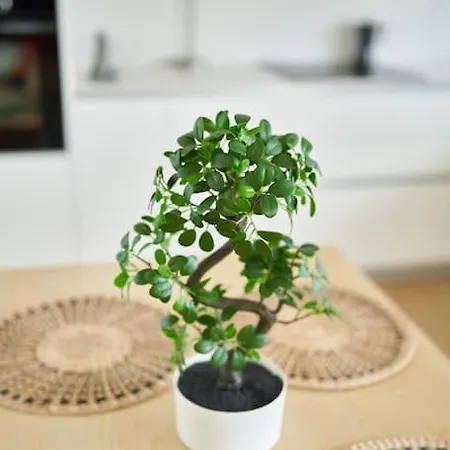 Casa Surya * 圣何塞